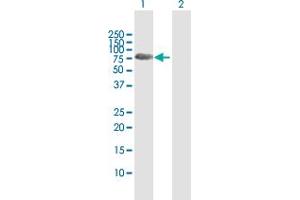 Western Blot analysis of SYN3 expression in transfected 293T cell line by SYN3 MaxPab polyclonal antibody.