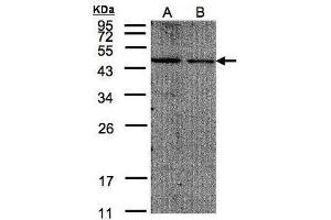Image no. 1 for anti-Eukaryotic Translation Initiation Factor 4A2 (EIF4A2) (N-Term) antibody (ABIN2855061)