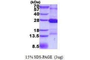 Image no. 1 for CD2 (CD2) protein (ABIN2128416)