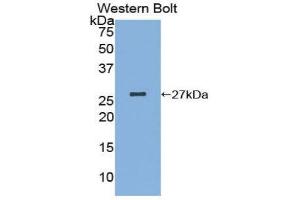 Image no. 1 for anti-Malectin (MLEC) (AA 22-254) antibody (ABIN1171749)