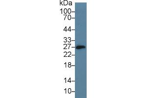 Image no. 3 for anti-CD160 (CD160) (AA 33-171) antibody (ABIN5013347)