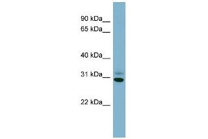 Image no. 1 for anti-Platelet-Activating Factor Acetylhydrolase 1b, Catalytic Subunit 3 (29kDa) (PAFAH1B3) (Middle Region) antibody (ABIN2774144)
