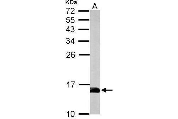 PFN2 anticorps  (Center)