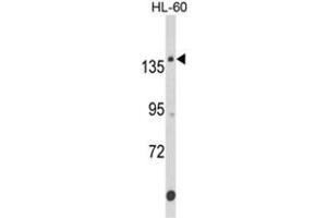 Image no. 1 for anti-Fibronectin Type III Domain Containing 3B (FNDC3B) (N-Term) antibody (ABIN453654)