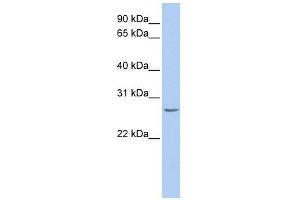 Image no. 1 for anti-RNA Binding Protein with Multiple Splicing (RBPMS) (N-Term) antibody (ABIN633471)
