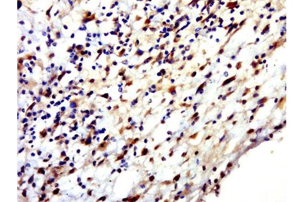 HENMT1 antibody  (AA 1-100)