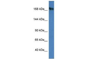 Image no. 1 for anti-Nucleoporin 153kDa (NUP153) (C-Term) antibody (ABIN2788808)