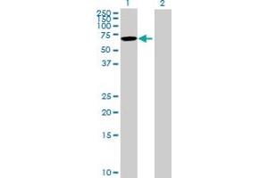 Image no. 1 for anti-Kelch-Like 12 (Drosophila) (KLHL12) (AA 1-568) antibody (ABIN528401)