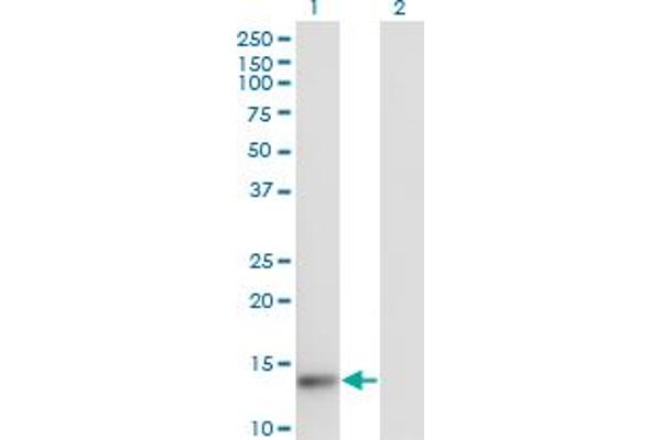 TXNL4A antibody  (AA 1-142)
