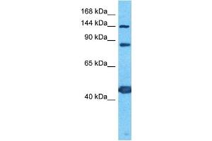 Image no. 1 for anti-Protocadherin 7 (PCDH7) (C-Term) antibody (ABIN5514559)
