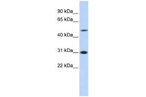 Image no. 1 for anti-Inhibitor of Growth Family, Member 3 (ING3) (N-Term) antibody (ABIN630670)