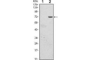 Image no. 1 for anti-Growth Factor Independent 1 (GFI1) antibody (ABIN969174)