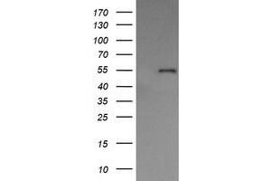 Image no. 10 for anti-Protein Disulfide Isomerase Family A, Member 3 (PDIA3) antibody (ABIN1498107)