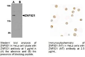 Image no. 1 for anti-Zinc Finger Protein 521 (ZNF521) (N-Term) antibody (ABIN1304345)