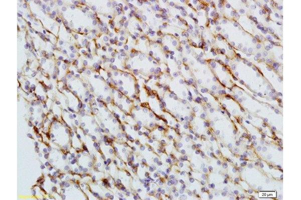 anti-Nuclear Factor (erythroid-Derived 2)-Like 2 (NFE2L2) (pSer40) antibody