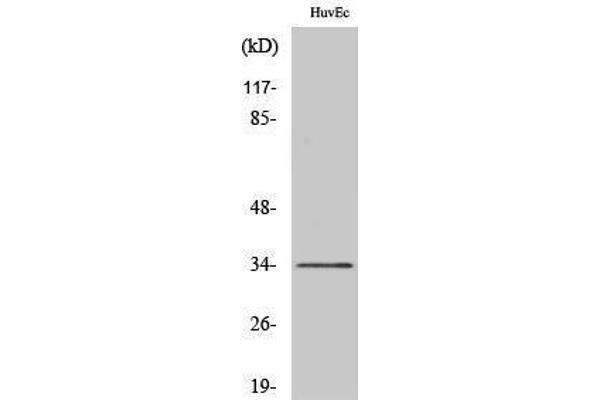 anti-Olfactory Receptor, Family 10, Subfamily G, Member 2 (OR10G2) (C-Term) antibody
