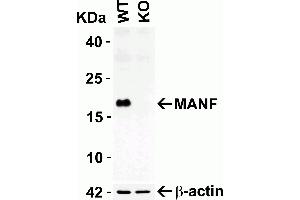 Image no. 2 for anti-Mesencephalic Astrocyte-Derived Neurotrophic Factor (MANF) (C-Term) antibody (ABIN6990751)
