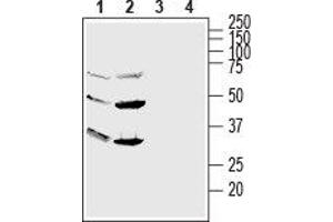 anti-G Protein-Coupled Receptor 56 (GPR56) (AA 86-109), (Extracellular), (N-Term) antibody