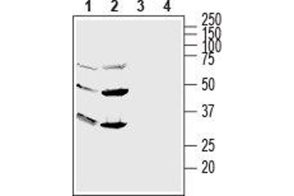 anti-G Protein-Coupled Receptor 56 (GPR56) (AA 86-109), (Extracellular), (N-Term) antibody