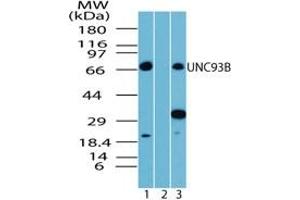 Image no. 1 for anti-Unc-93 Homolog B1 (UNC93B1) (AA 500-550) antibody (ABIN207765)