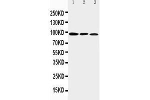 Image no. 3 for anti-Aryl Hydrocarbon Receptor (AHR) (AA 497-511), (C-Term) antibody (ABIN5518687)