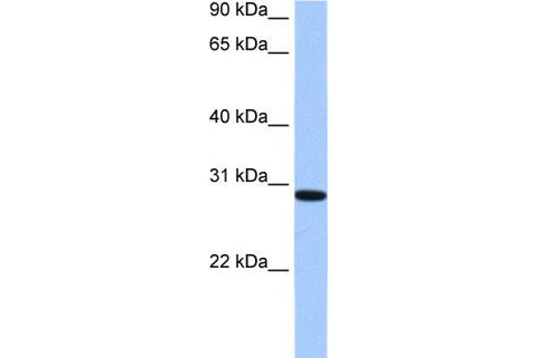 RALYL anticorps  (C-Term)