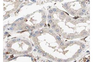 ABIN6272983 at 1/100 staining Mouse kidney tissue by IHC-P.