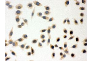 Image no. 6 for anti-Peroxiredoxin 5 (PRDX5) (AA 66-198) antibody (ABIN3043906)