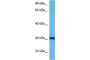 Image no. 4 for anti-B-Cell Receptor-Associated Protein 31 (BCAP31) (Middle Region) antibody (ABIN2782693)