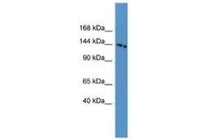 Image no. 1 for anti-Electrogenic Sodium Bicarbonate Cotransporter 4 (NBC4) (AA 148-197) antibody (ABIN6746233)