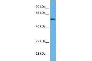 Image no. 3 for anti-Klotho (KL) (Middle Region) antibody (ABIN2776873)