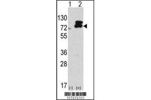 Image no. 1 for anti-ATG7 Autophagy Related 7 (ATG7) (AA 540-569), (C-Term) antibody (ABIN388523)