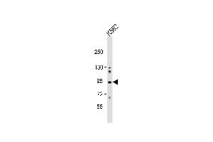 Image no. 4 for anti-Component of Oligomeric Golgi Complex 4 (COG4) (AA 757-785), (C-Term) antibody (ABIN391631)
