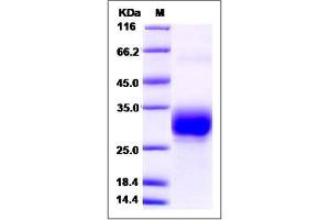 Image no. 1 for Cellular Repressor of E1A-Stimulated Genes 1 (CREG1) (AA 1-220) protein (His tag) (ABIN2008554)