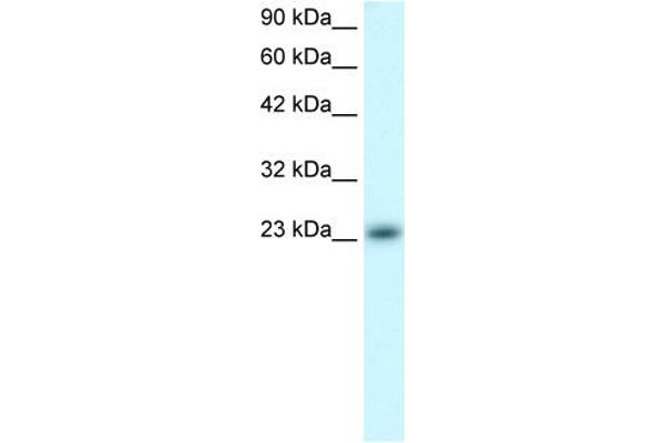 anti-MAX Dimerization Protein 4 (MXD4) (N-Term) antibody