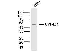 Image no. 1 for anti-Cytochrome P450, Family 4, Subfamily Z, Polypeptide 1 (CYP4Z1) (AA 51-150) antibody (ABIN5675280)