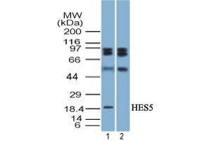 anti-Hairy and Enhancer of Split 5 (HES5) (AA 1-50) antibody