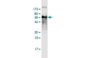 Image no. 3 for anti-Follistatin (FST) (AA 1-344) antibody (ABIN523878)