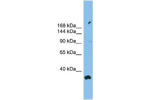 Image no. 1 for anti-phosphofurin Acidic Cluster Sorting Protein 2 (PACS2) (Middle Region) antibody (ABIN2784562)