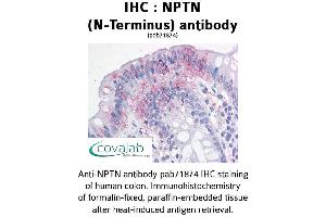 Image no. 1 for anti-Neuroplastin (NPTN) (N-Term) antibody (ABIN1737480)