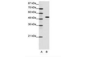 Image no. 1 for anti-Spi-B Transcription Factor (Spi-1/PU.1 Related) (SPIB) (C-Term) antibody (ABIN6736085)
