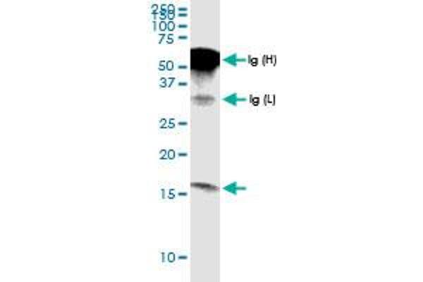 G0S2 antibody  (AA 1-103)
