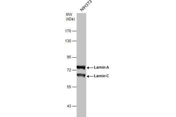 Lamin A/C antibody  (Center)