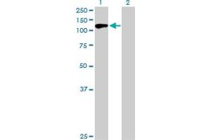 Western Blot analysis of USP10 expression in transfected 293T cell line by USP10 MaxPab polyclonal antibody.