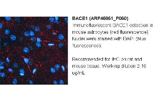 Image no. 3 for anti-Beta-secretase 1 (BACE1) (N-Term) antibody (ABIN2782766)