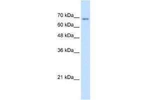 Image no. 2 for anti-Transmembrane 9 Superfamily Member 1 (TM9SF1) (N-Term) antibody (ABIN630456)