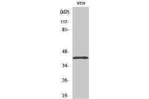 Image no. 1 for anti-T-Box 10 (TBX10) (Internal Region) antibody (ABIN3187192)