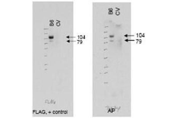 anti-ATP-Binding Cassette, Sub-Family B (MDR/TAP), Member 6 (ABCB6) (AA 440-455) antibody