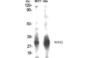 Western Blot (WB) analysis of specific cells using 14-3-3 zeta Polyclonal Antibody.