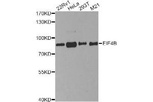 Image no. 2 for anti-Eukaryotic Translation Initiation Factor 4B (EIF4B) antibody (ABIN6140079)